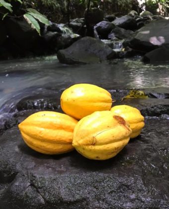 cacao-martinique-valcaco