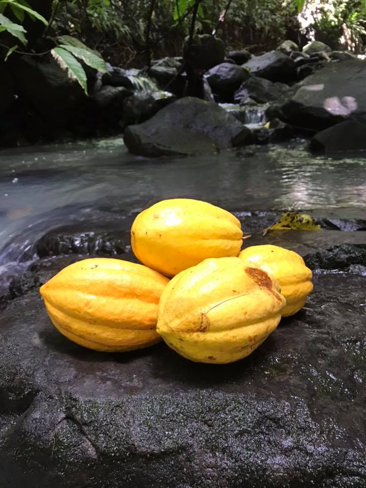 cacao-martinique-valcaco